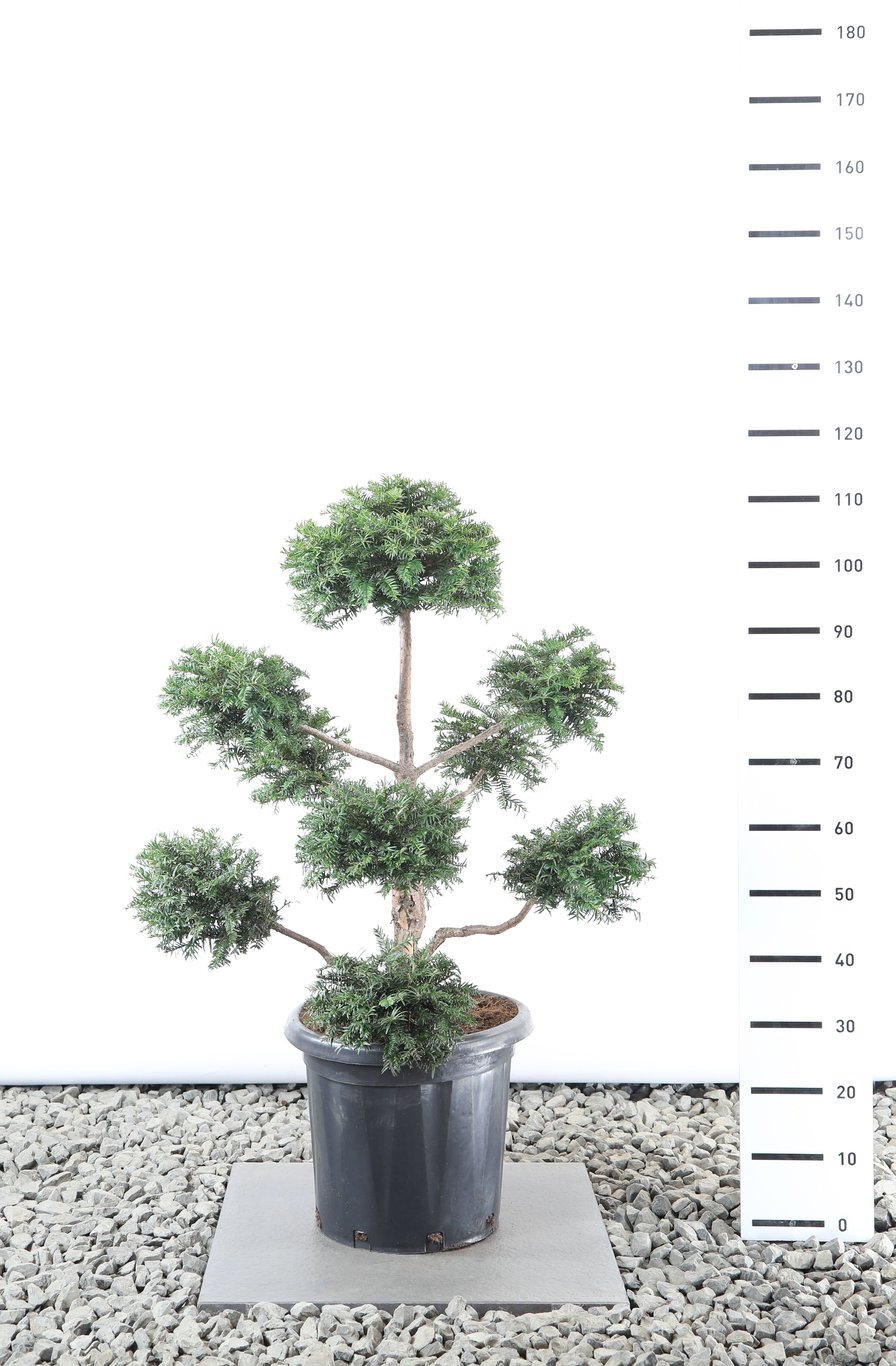 Taxus baccata - 80-100 CM PonPon EXTRA in Cont.